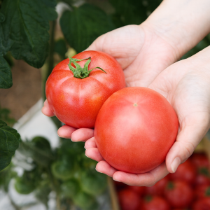 <h3>朝採れ 甘みたっぷり<br>ミニトマト（500g）</h3>