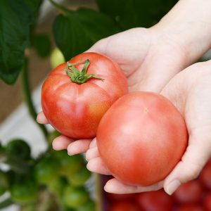 朝採れ 甘みたっぷりミニトマト（500g） (複製)