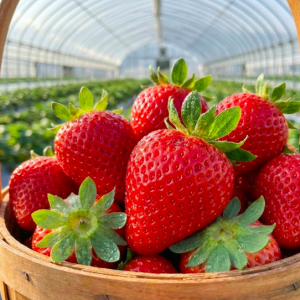 豊後大野市産 豊後姫恋